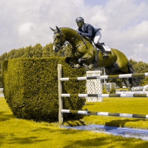 The same image as the left however colour altered to mimic horse vision by removing the red tones. The horse and pole now almost match the hedge and grass