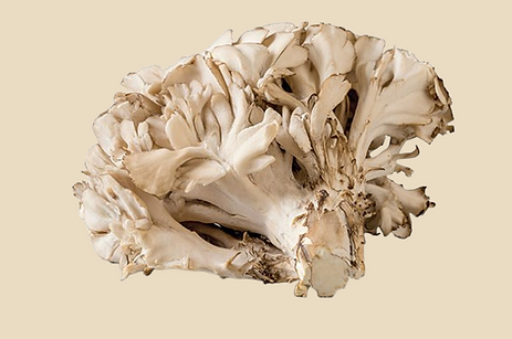 maitake--removebg-preview.png