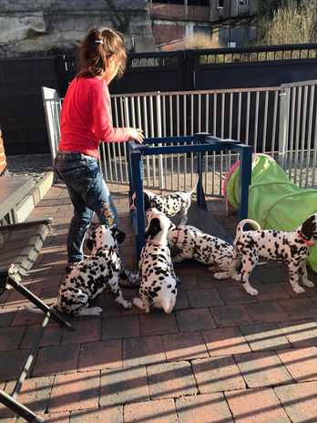 Moment de jeu des bébés dalmatiens Of The Love Spots