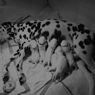 Les bébés de Snow Queen sont nés.