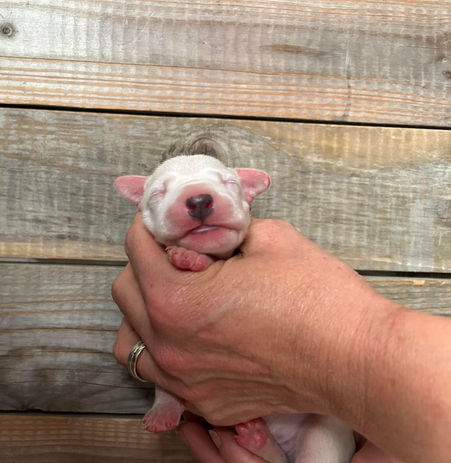 Bébé Dalmatien de l'élevage de Dalmatien Of The Love Spots