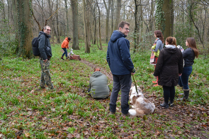 Première sortie en laisse des chiots dalmatiens Of The Love Spots