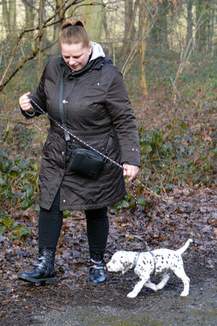 Première sortie en laisse des chiots dalmatiens Of The Love Spots