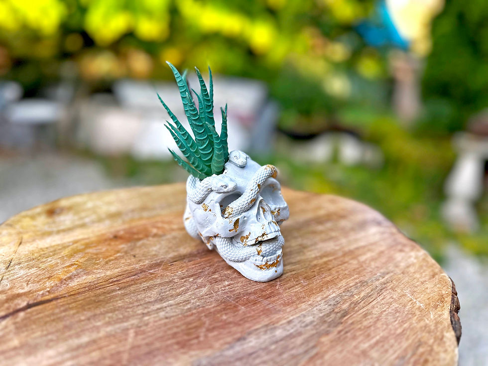 Thumbnail: Snake Skull Planter