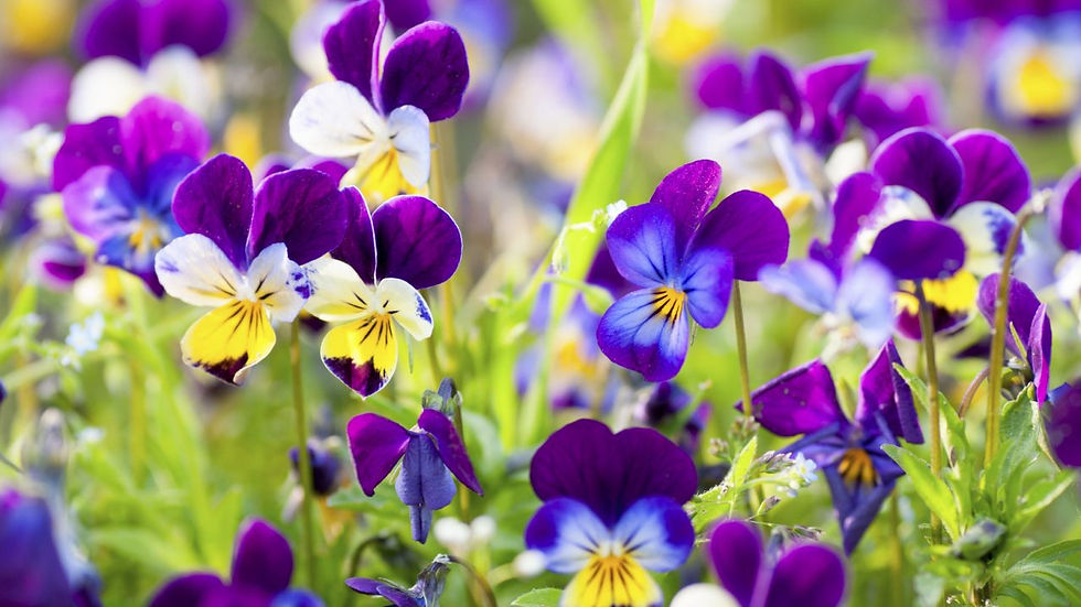 Miniatura: Viola Cornuta