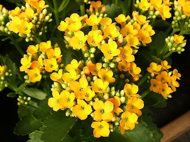 Miniatura: Kalanchoe Blosffediana