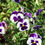 Miniatura: Viola Cornuta