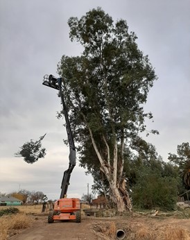 Tree pruning on lateral 19-1J