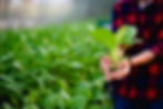 young-man-his-salad-garden-his-happy-smile.jpg