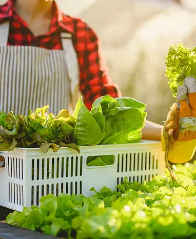 agriculture-gardener-farm-the-gardener-harvesti-2025-01-09-07-17-08-utc2.webp