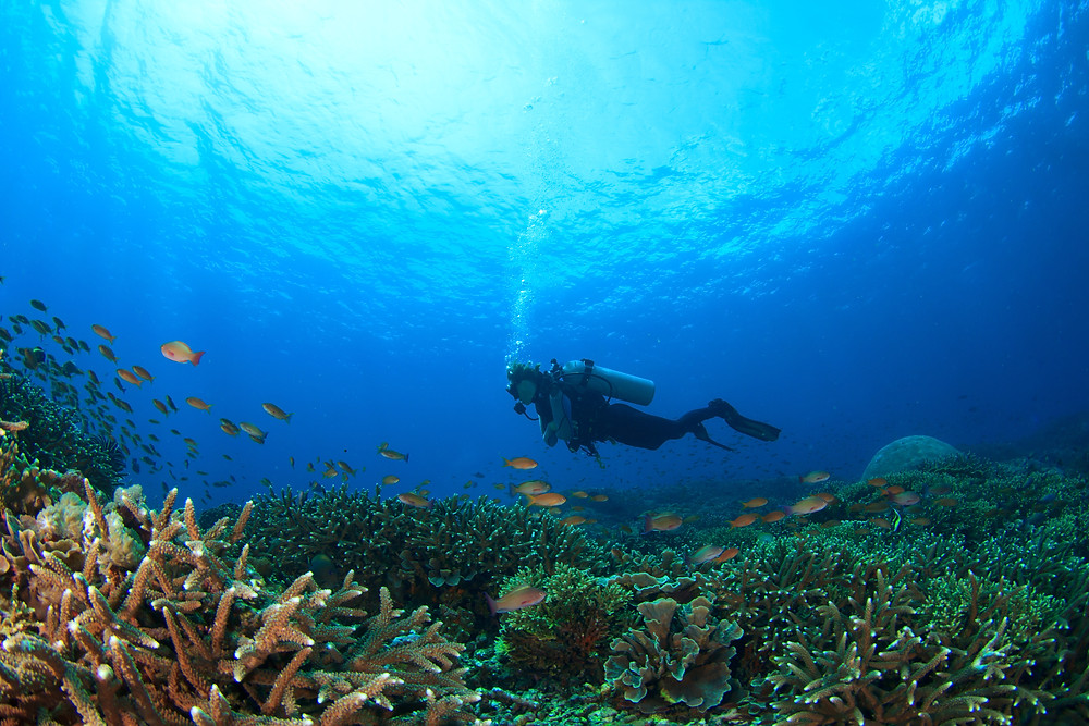 Tauchplatz Koh Tao, Thailand