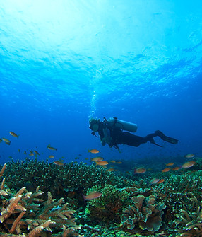 Diver int he Reef