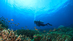 Marine-derived cosmetics: A promising frontier in sustainable skincare