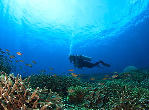 Diver int he Reef