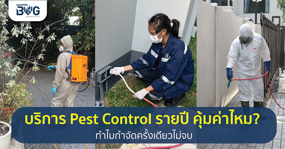บริการ Pest Control รายปี คุ้มค่าไหม? ทำไมกำจัดครั้งเดียวไม่จบ | Master Bug