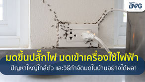 มดขึ้นปลั๊กไฟ มดเข้าเครื่องใช้ไฟฟ้า ปัญหาใหญ่ใกล้ตัว และวิธีกำจัดมดในบ้านอย่างได้ผล