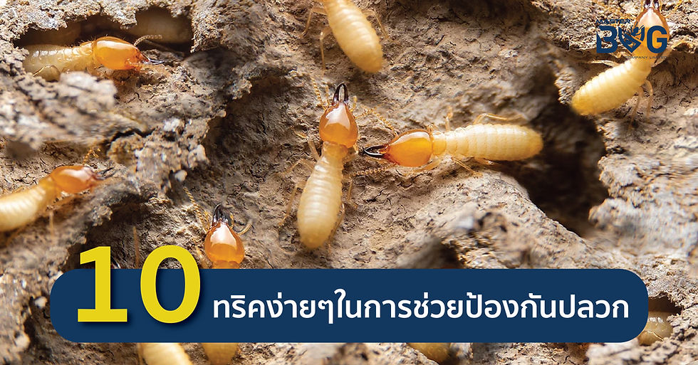 ปลวกงานภายในรัง