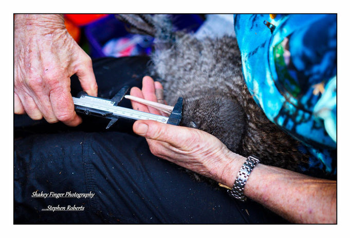 Native wildlife conservation supported by Breakers on the West Coast