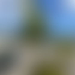 The Grey Area Nursery Latest Tips & Tricks for Native Planting