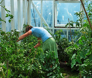 Locally grown produce in the gardens at Breakers