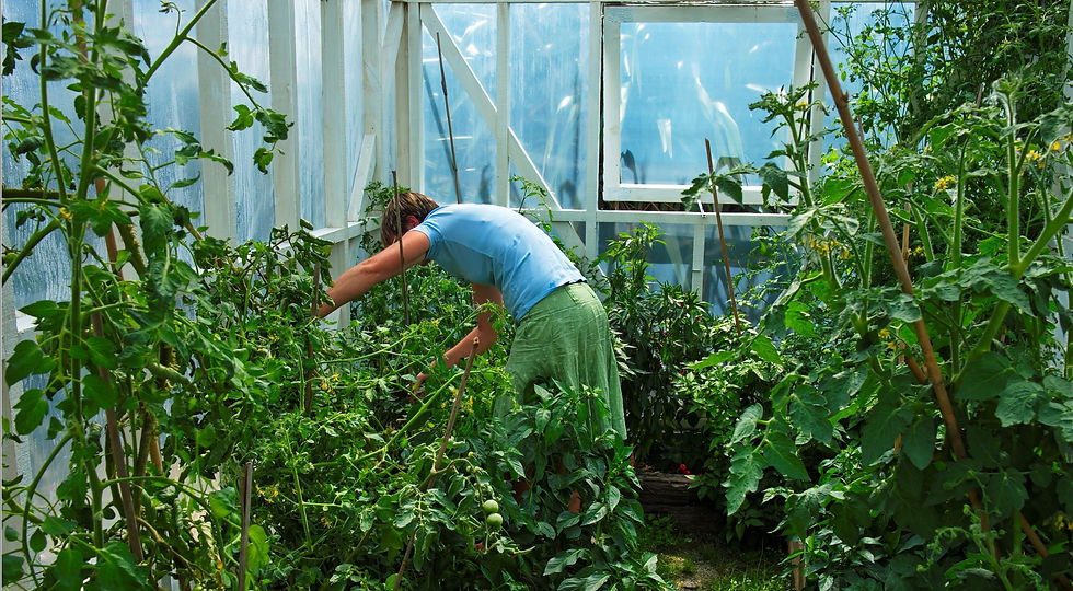 Locally grown produce in the gardens at Breakers