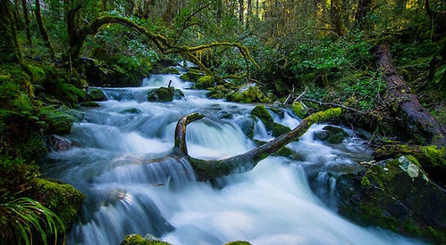 West Coast Photography Tours- Greymouth- Bush walk- River