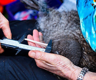 Native wildlife conservation supported by Breakers on the West Coast