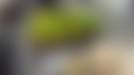 How to Propagate Griselinia Cuttings with Ra from The Hunter Gatherer Gardener Program