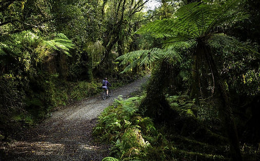 mountain-biking-forest-of-green-west-coast-wilderness-trail---mountain-biking_edited.jpg