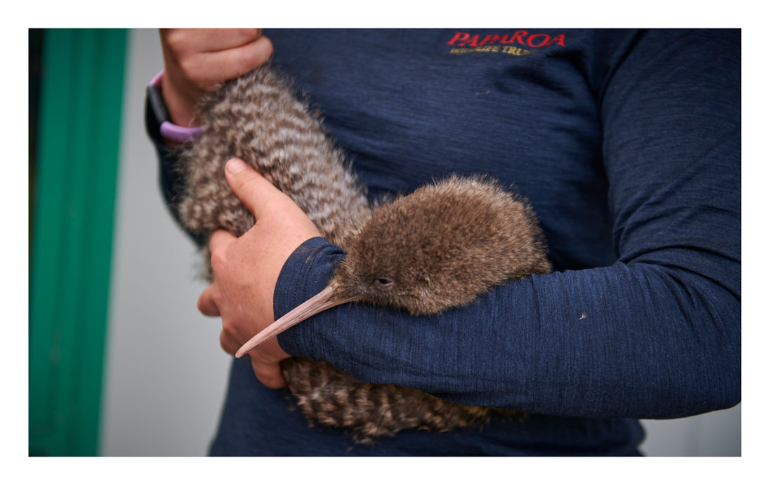 West Coast Women Holding kiwi, Breakers Accommodation West Coast