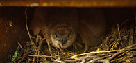 Penguin West Coast- Great Coast Road- Breakers Accommodation- Beach Nesting