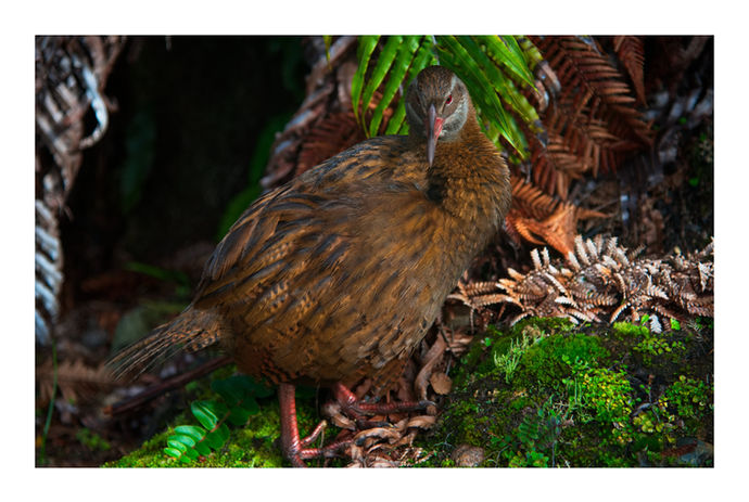 Native wildlife conservation supported by Breakers on the West Coast