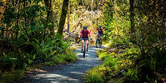 mountain-biking-west-coast-forest-track