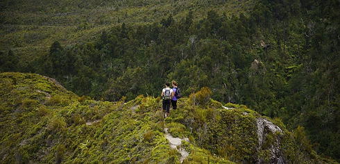 views-from-west-coast-bush-walk---hikes-and-walks