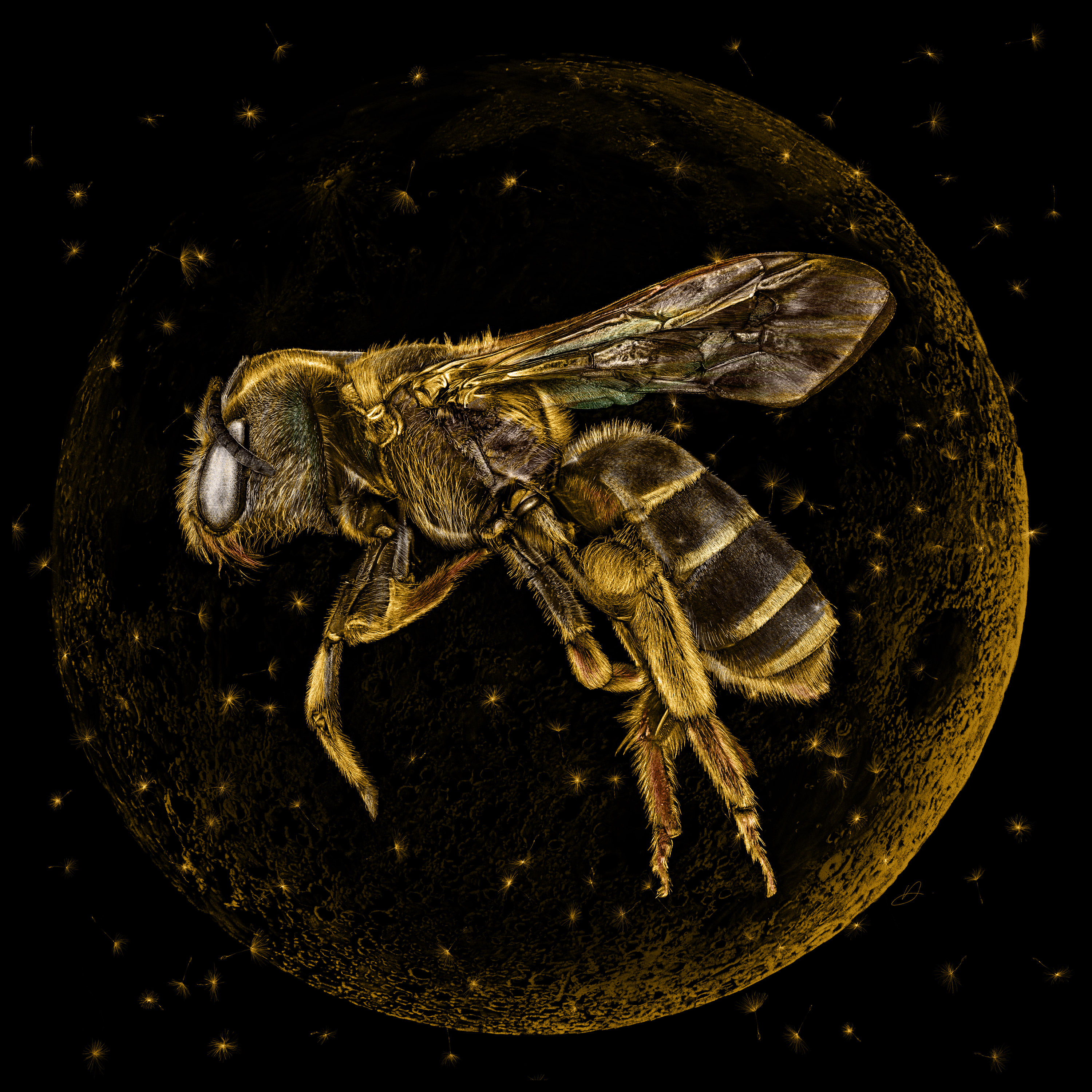 Golden Moon Bee Metal Mini (Aluminium print)