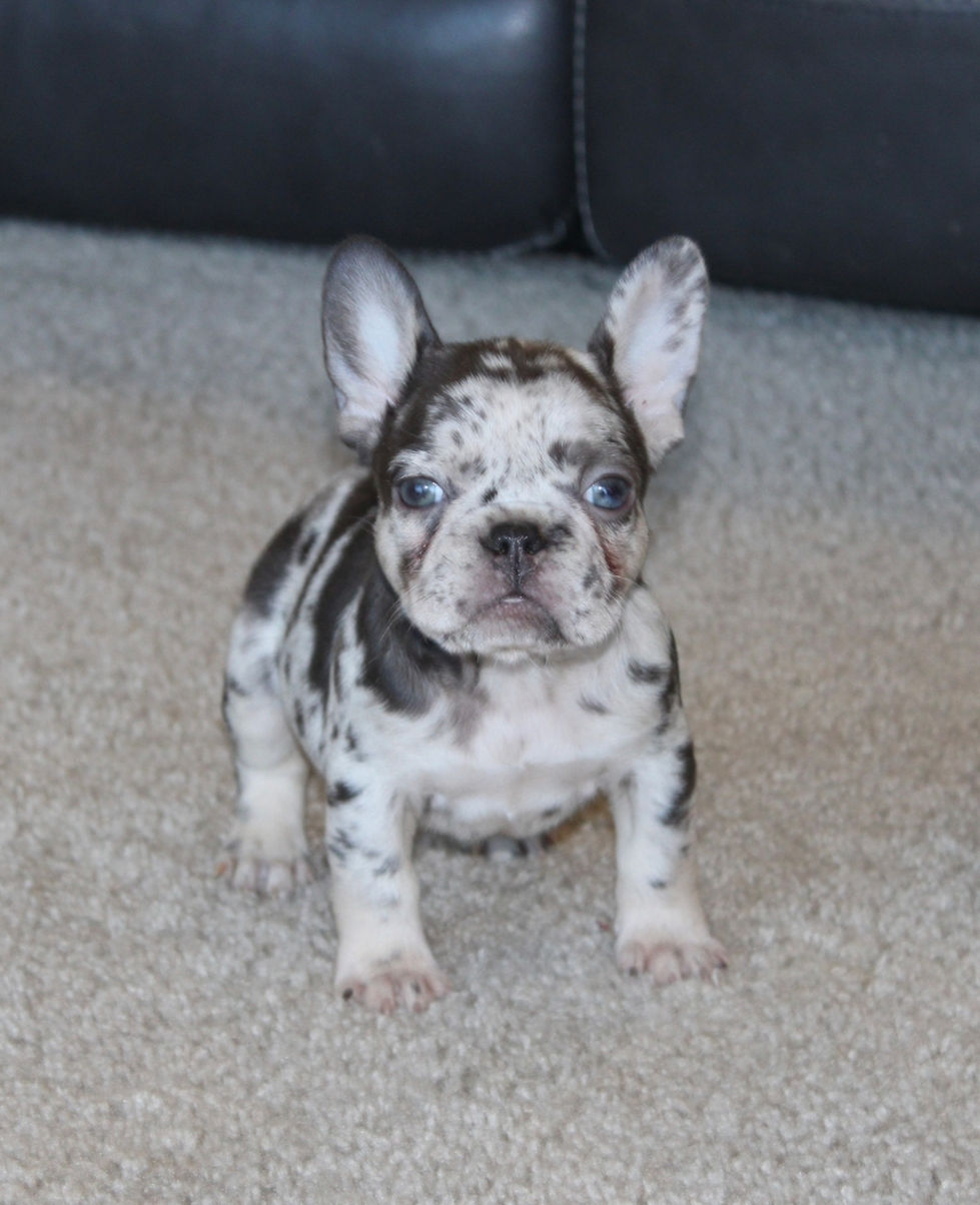 Chocolate and tan Merle Female