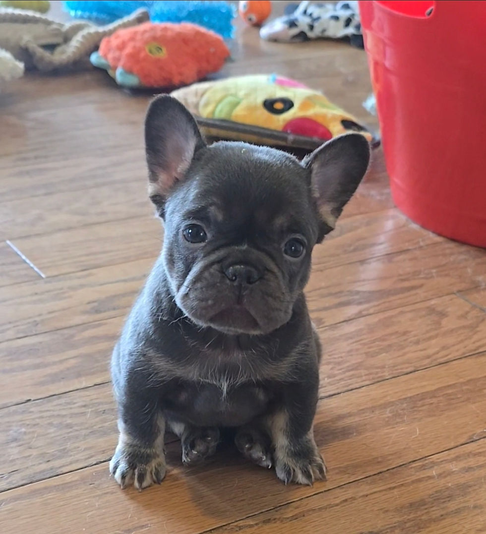 Mochi looking like a little teddy bear