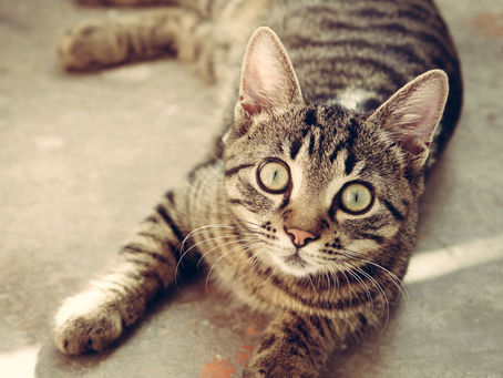 Katze pinkelt in die Wohnung