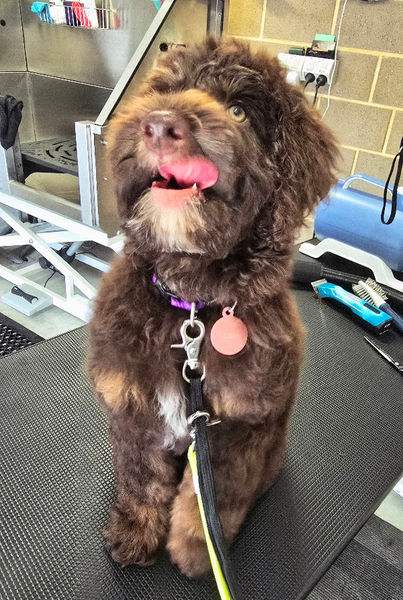 22112025 Scout's first groom.jpg