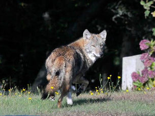 Coyote Season Is Coming: Is Your Cape Cod Yard Ready?