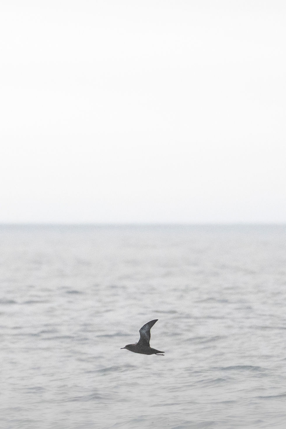 Sooty Shearwater