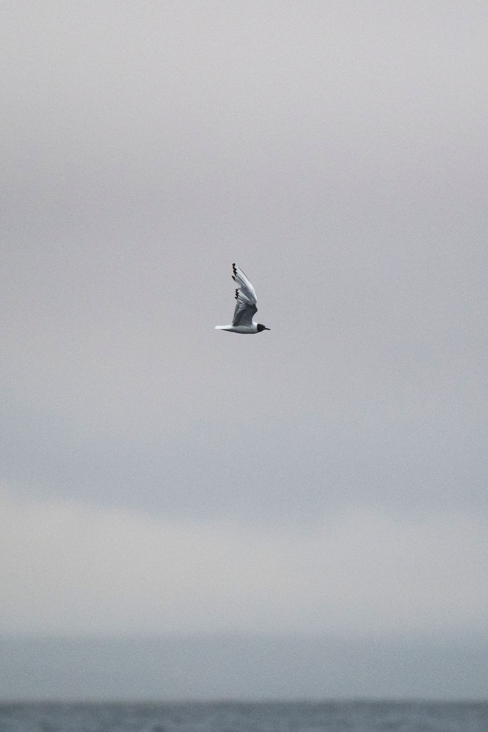 Bonaparte's Gull