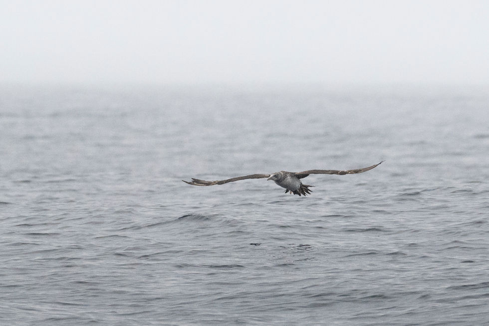 Northern Gannet
