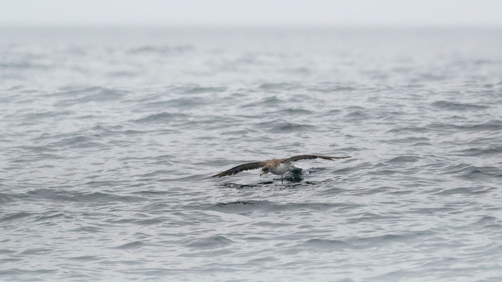 Cory's Shearwater