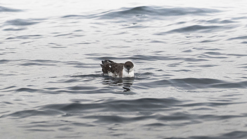 Great Shearwater