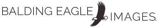 Balding Eagle Images LOGO