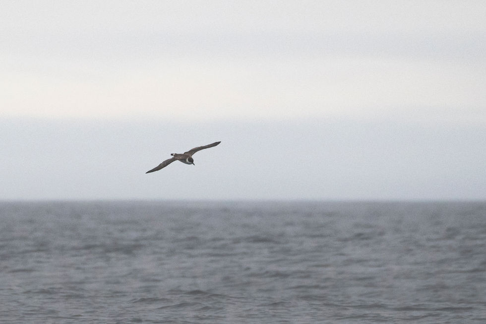 Great Shearwater