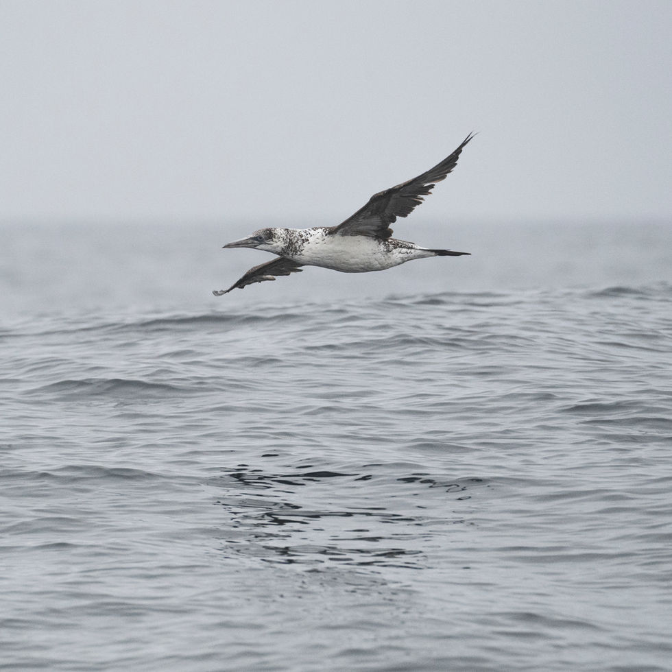 Northern Gannet
