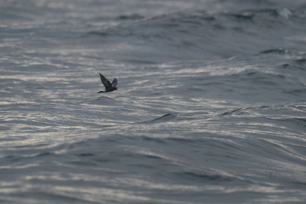 Wilson's Storm Petrel