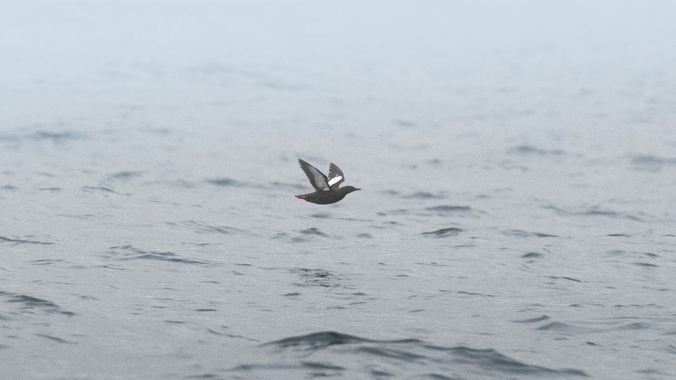 Black Guillemot